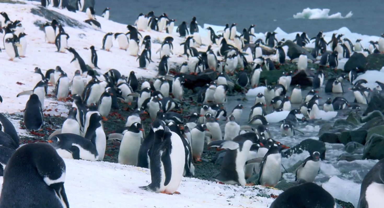 THE ANTARCTIC OCEAN